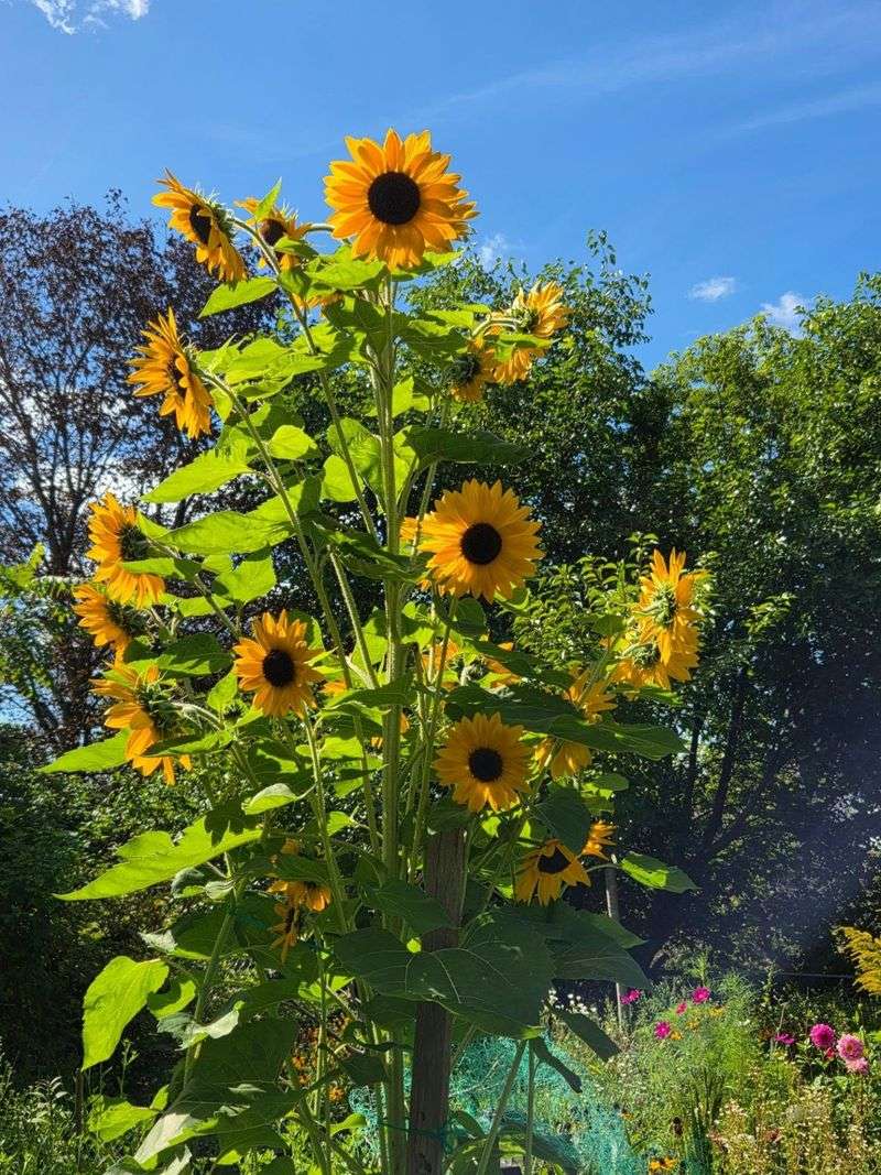 Sunflowers