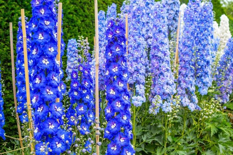 Thin young shoots in spring for taller stems