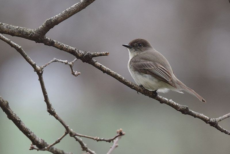 What tail flicking can—and cannot—tell you