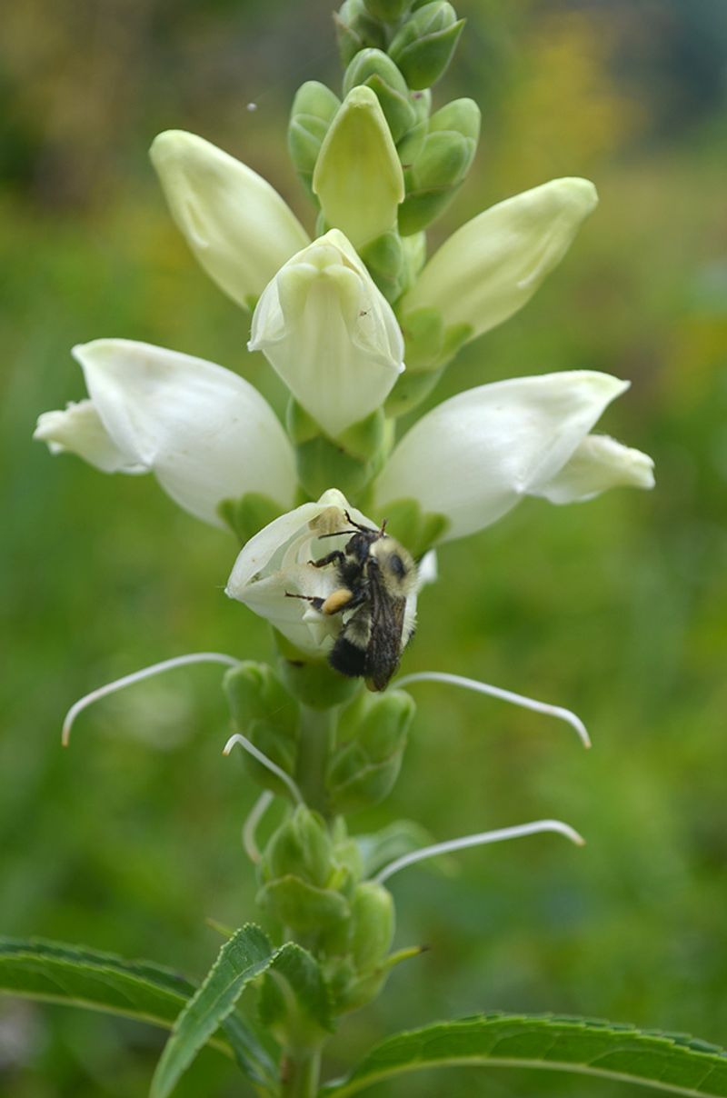 White Turtlehead (Chelone glabra)
