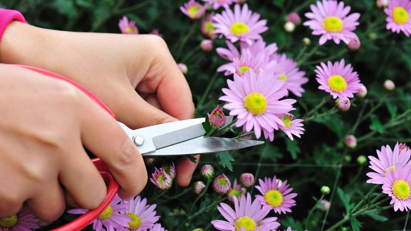 Pinching or Pruning Too Late