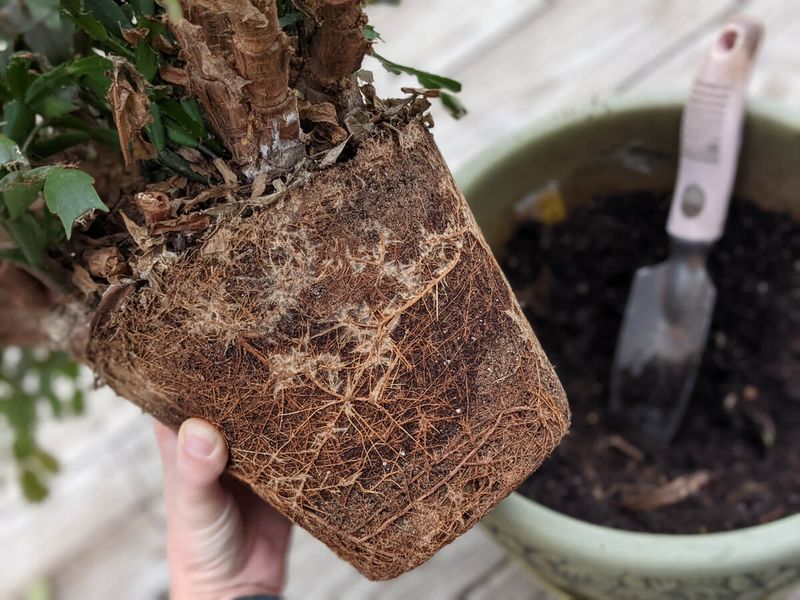 Repot Only If It Is Root-Bound