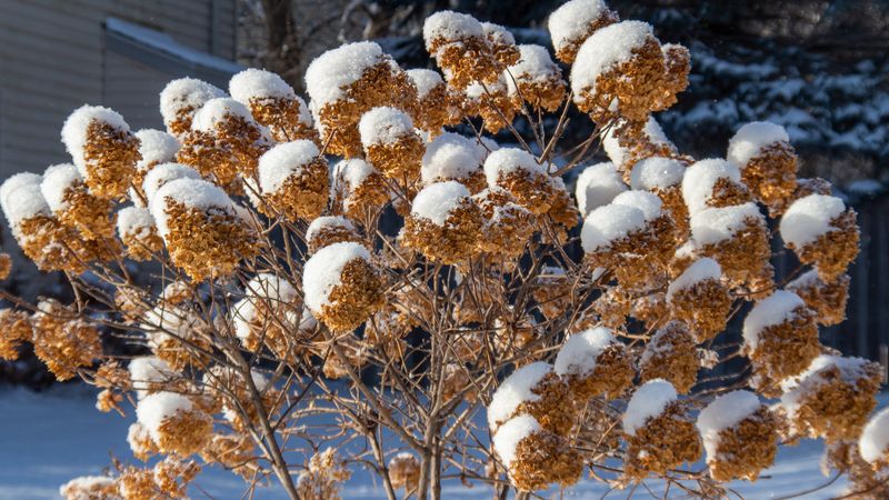 Rule out winter injury before you blame the container