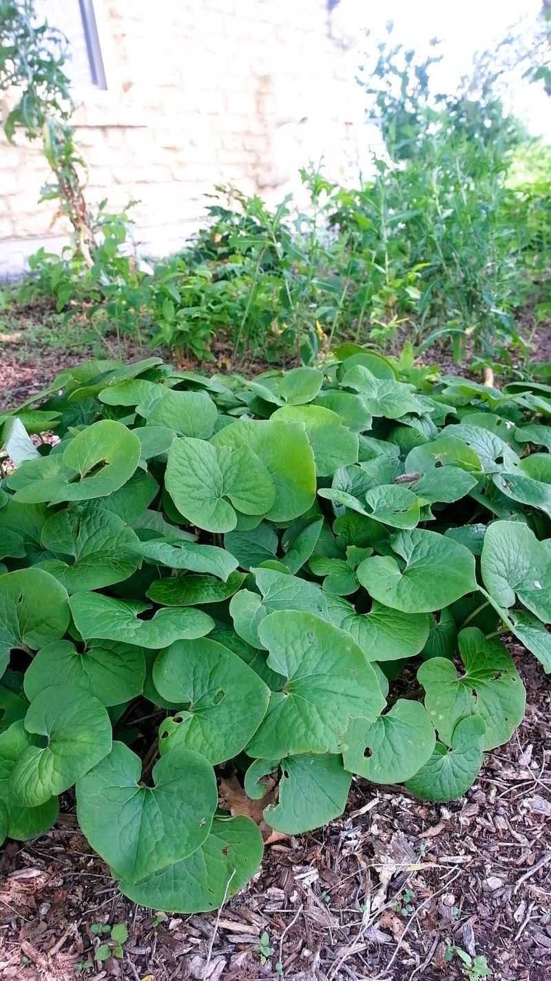Establish a patient planting without clearing the habitat