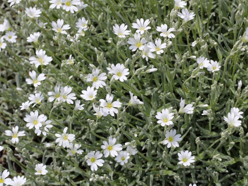 Snow-in-Summer