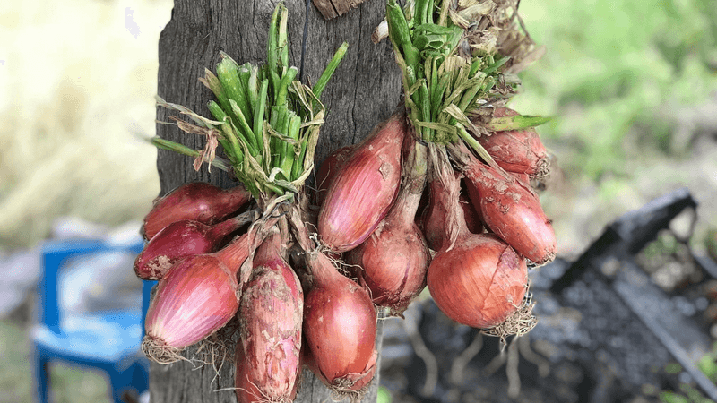 Onion Sets and Shallots