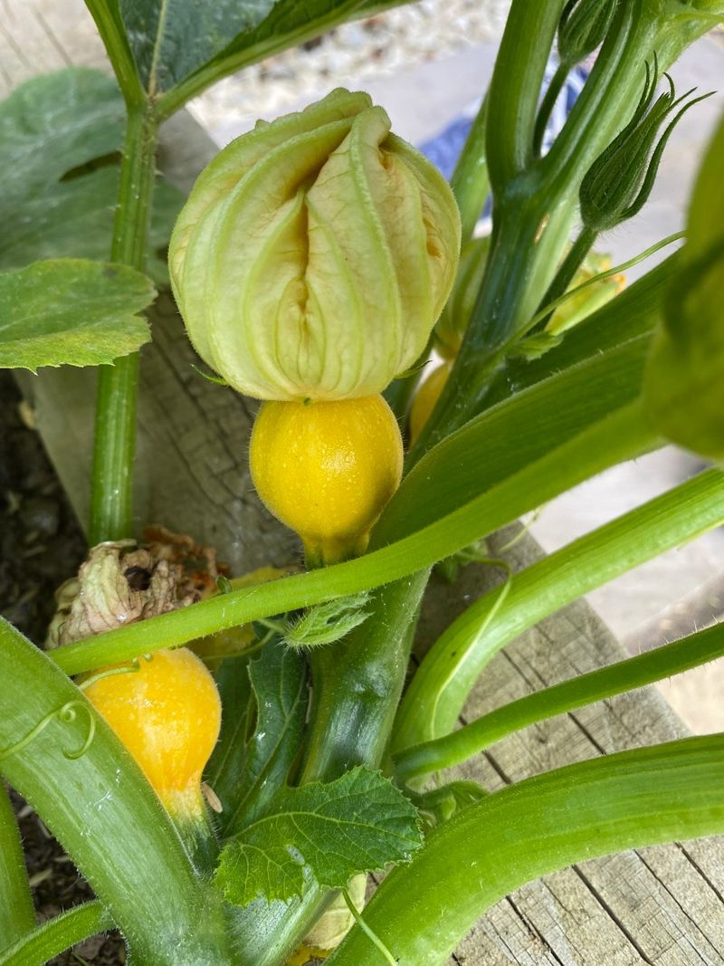A female blossom carries the zucchini you are waiting for