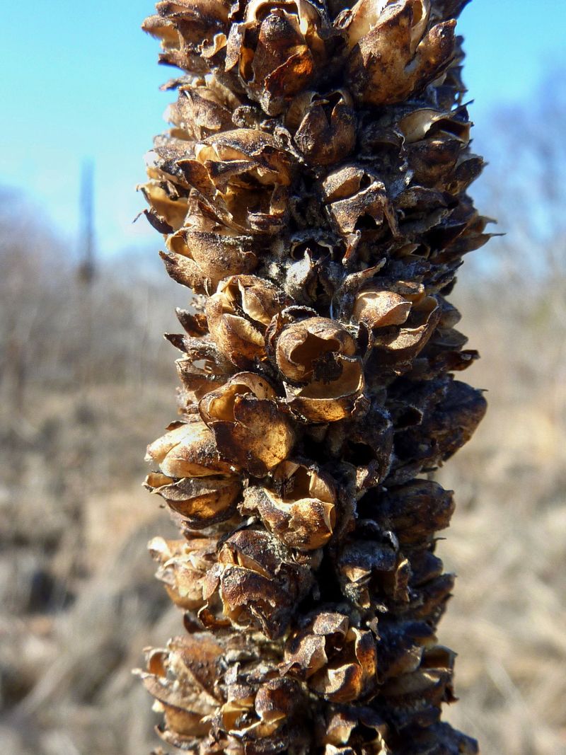 Capsules and seeds create the lasting garden concern