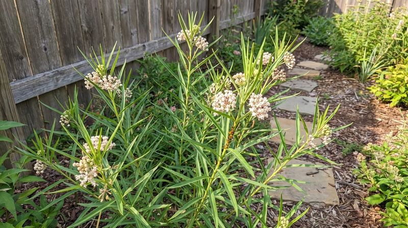 Leave the Stems Standing Until Late Winter