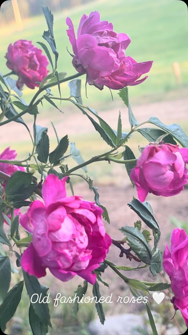 Wrong Rose Variety (Once-Blooming)