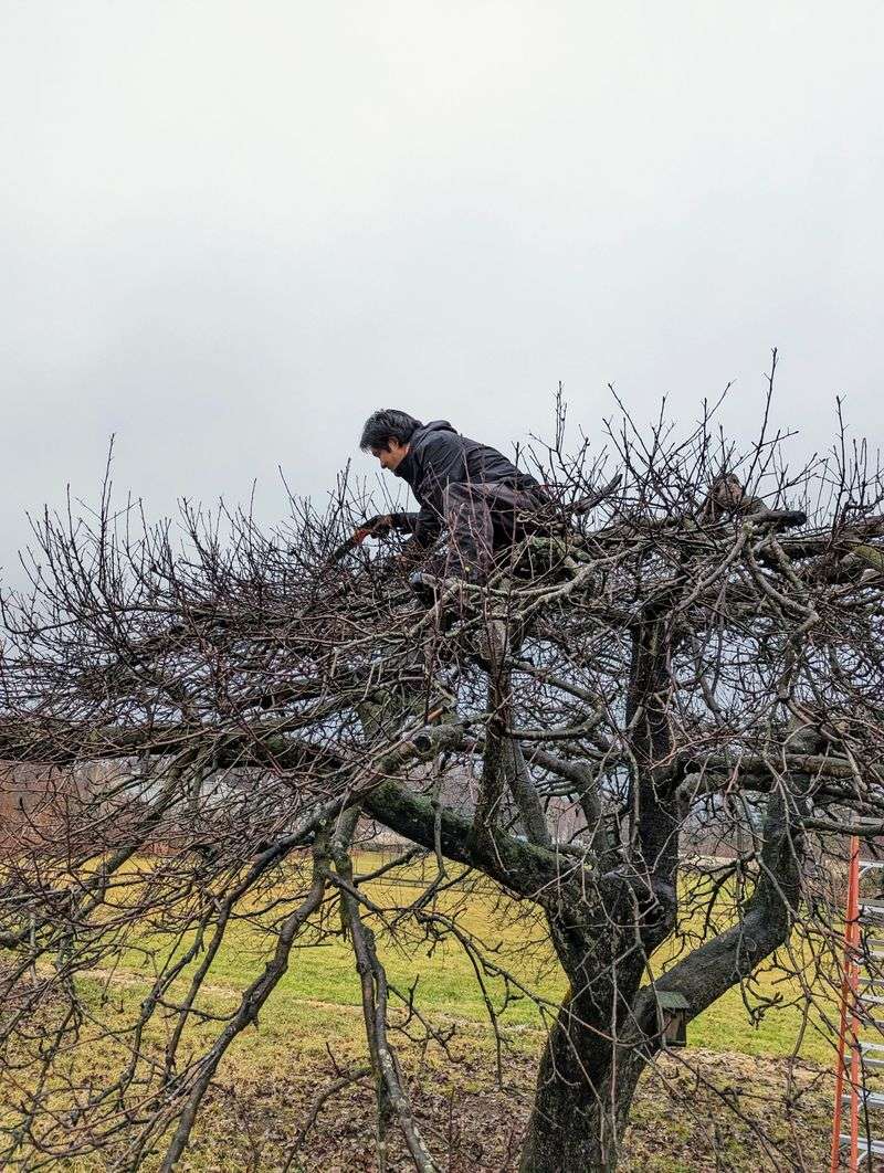 Pruning in Wet Weather