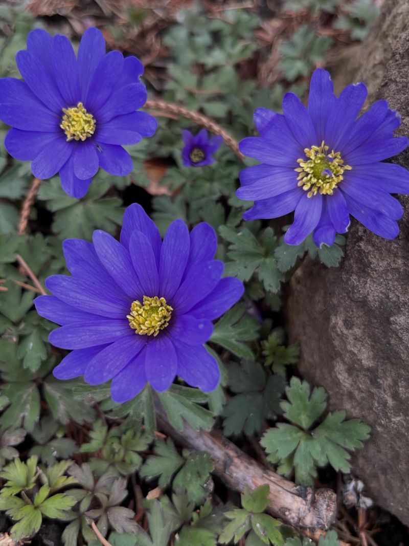 Anemone Blanda