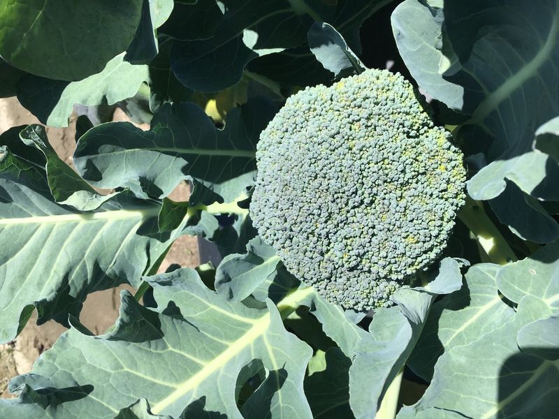 Broccoli