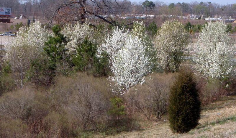 Why homeowners look beyond Bradford pear