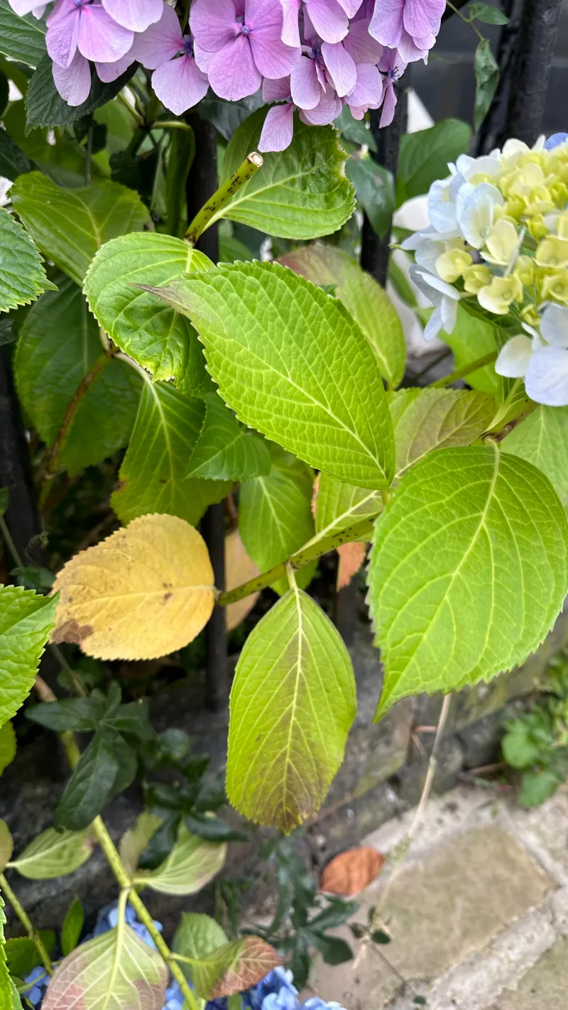 Leaf Discoloration and Slowed Growth