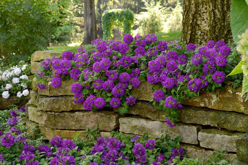 Verbena