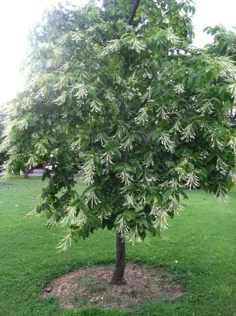 Start with a nursery-grown tree and allow room to grow