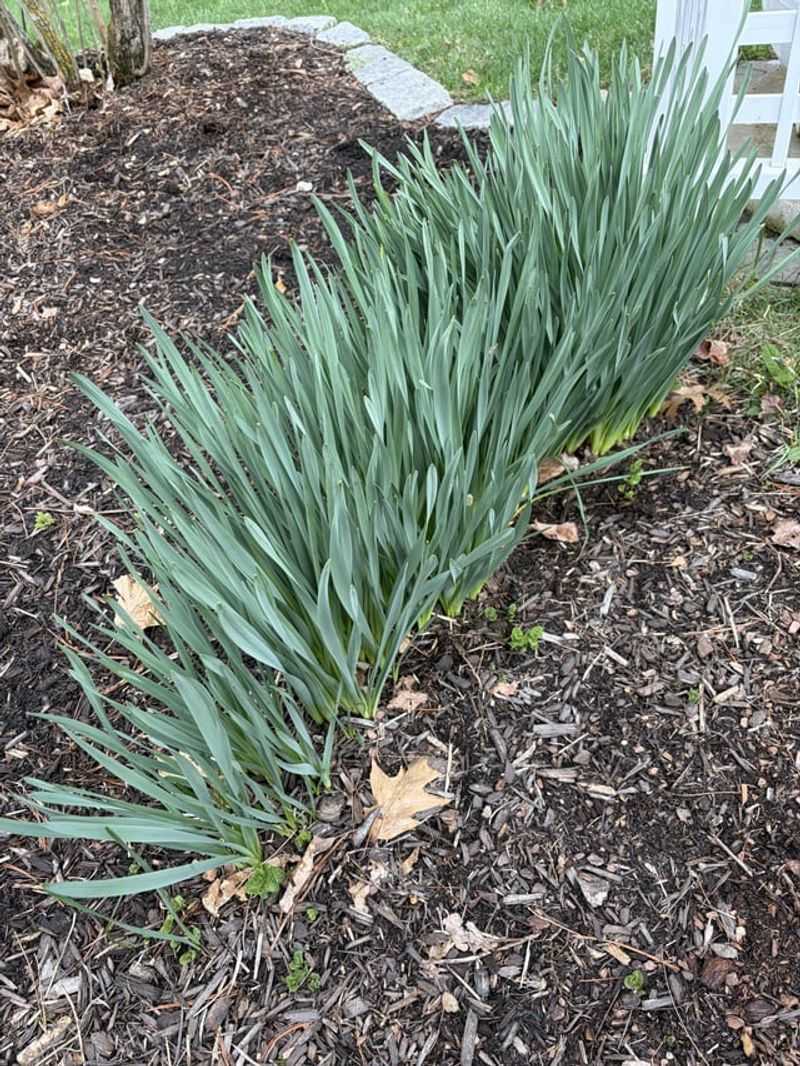 Leaves without flowers point to more than planting depth