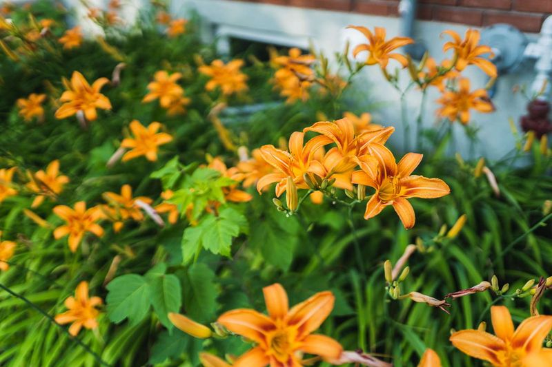 Daylily (Hemerocallis spp.)
