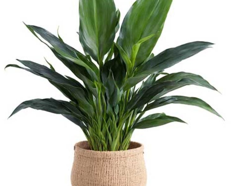 Cast Iron Plant