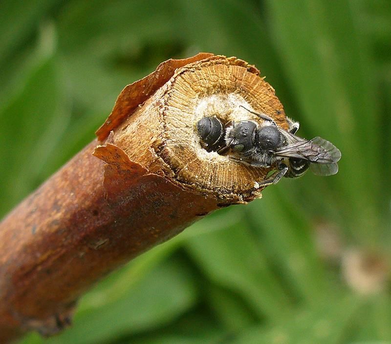 Standing stalks do not all serve the same insect purpose