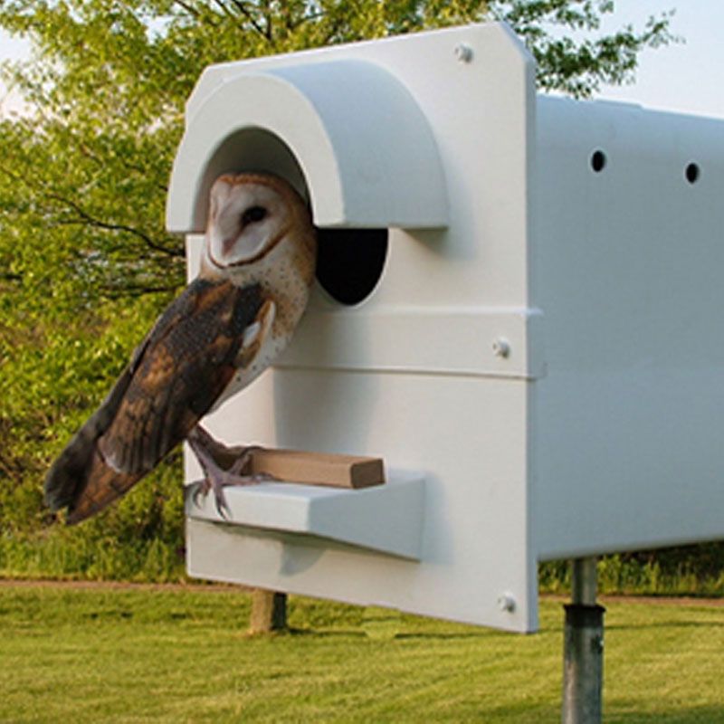 Choose the owl that matches your property