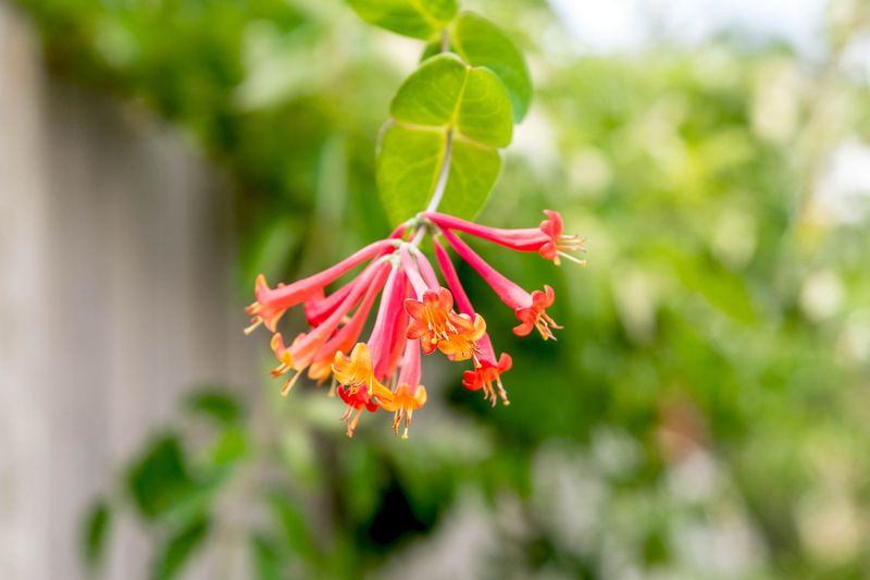Coral Honeysuckle