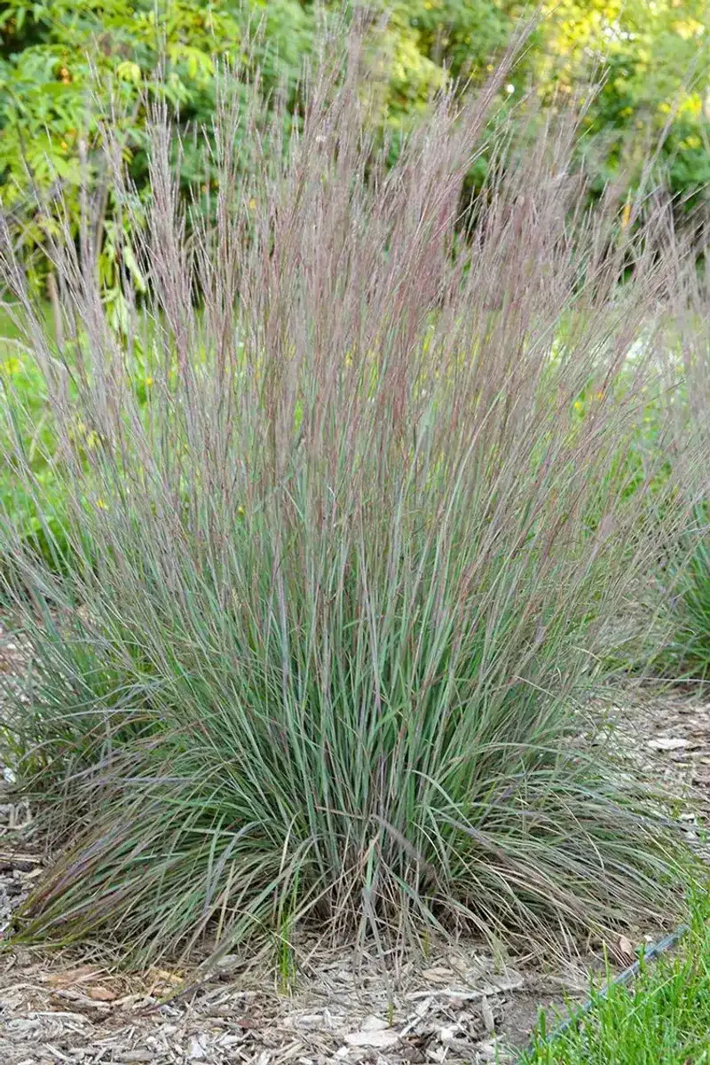 Little bluestem is a strong candidate, not a guaranteed slope saver