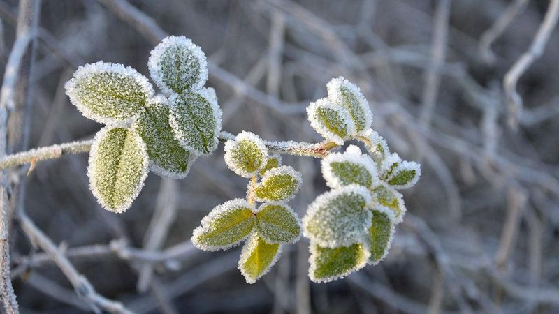 Use local conditions to set realistic expectations