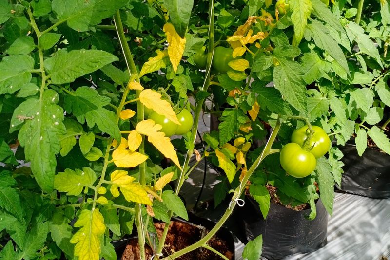 Fusarium Wilt