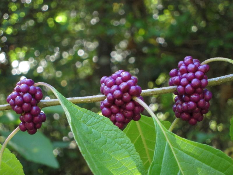 Why the berries matter after leaf drop