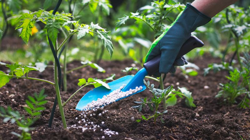 Fertilize with a Balanced, Low-Nitrogen Formula