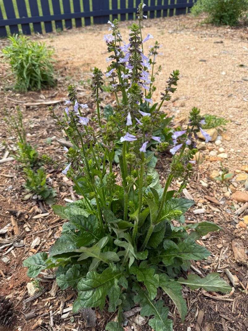 Lyreleaf Sage (Salvia lyrata)