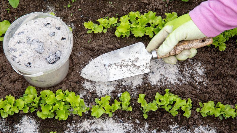 Mix wood ash into the soil for minerals and antifungal properties