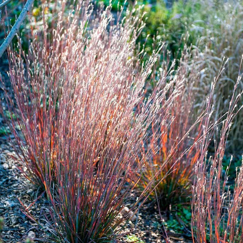 Little Bluestem (Schizachyrium scoparium)