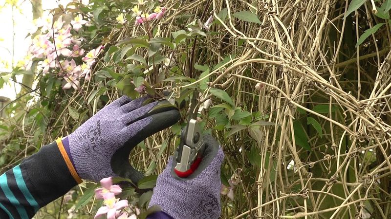 Rejuvenate Overgrown or Underperforming Vines