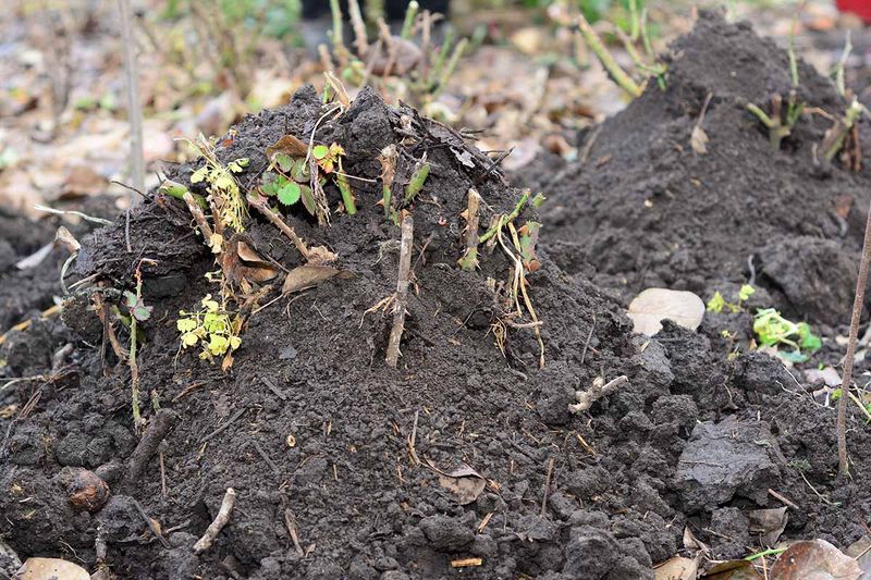 A protective mound can reduce winter injury, not decide spring vigor