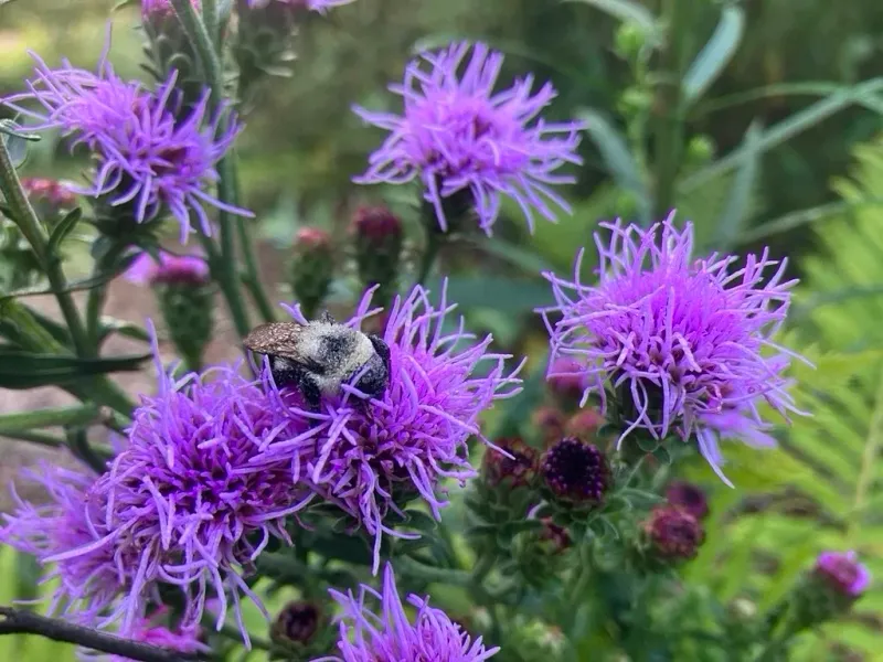 A Bee-Friendly Yard Needs Flowers and Nesting Habitat