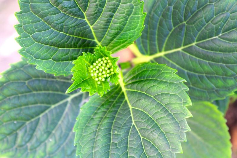 Reaching for a High-Nitrogen Fertilizer