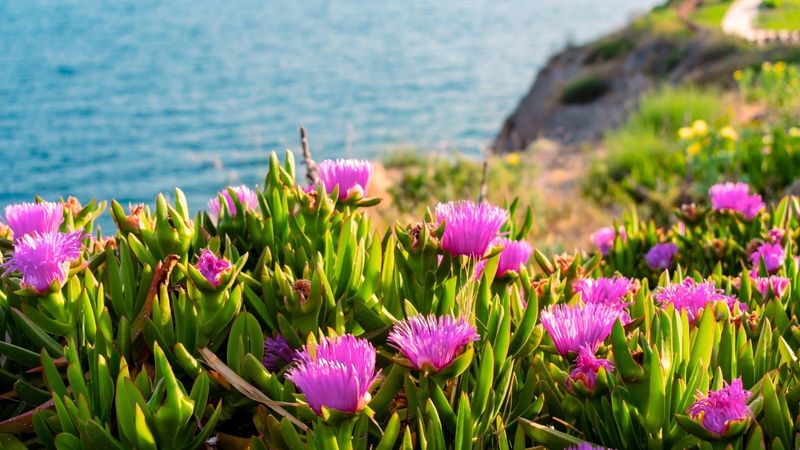 Salty Coastal Sites