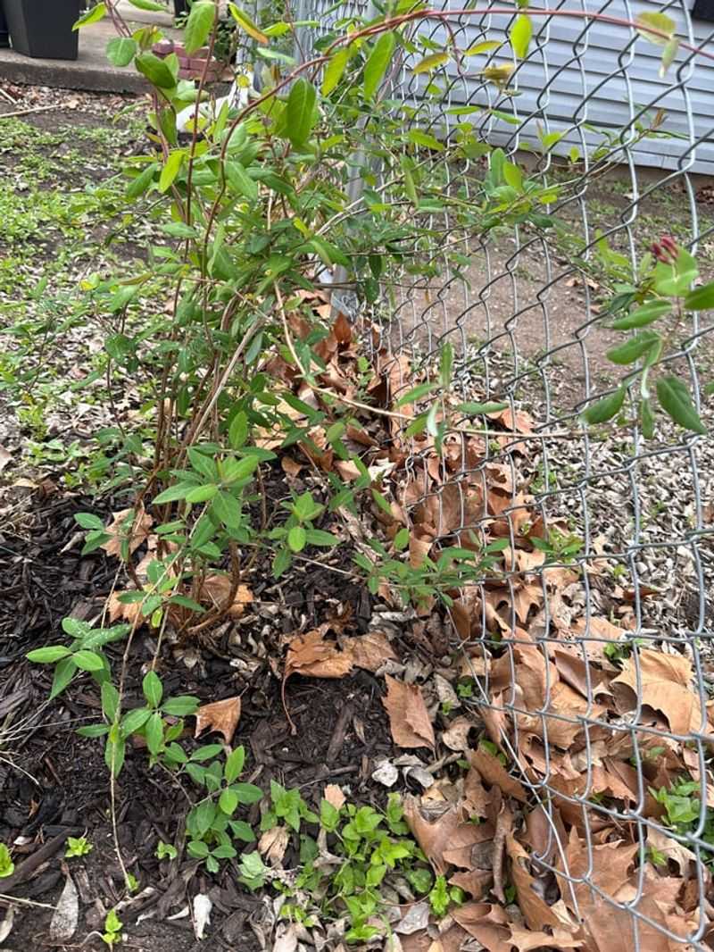 Use the Fence as a Support Structure