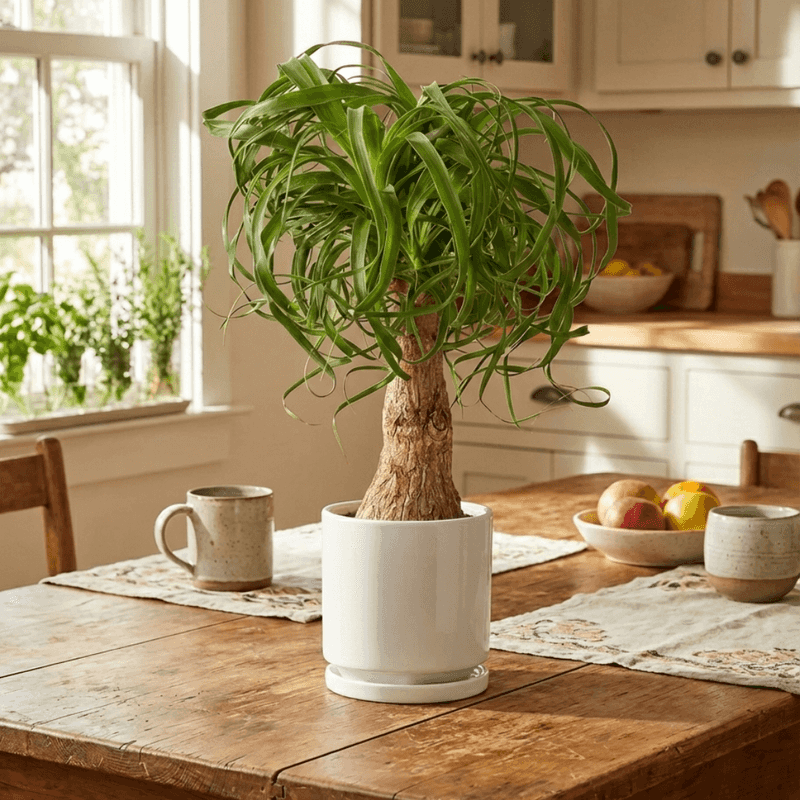 Ponytail Palm (Beaucarnea recurvata)