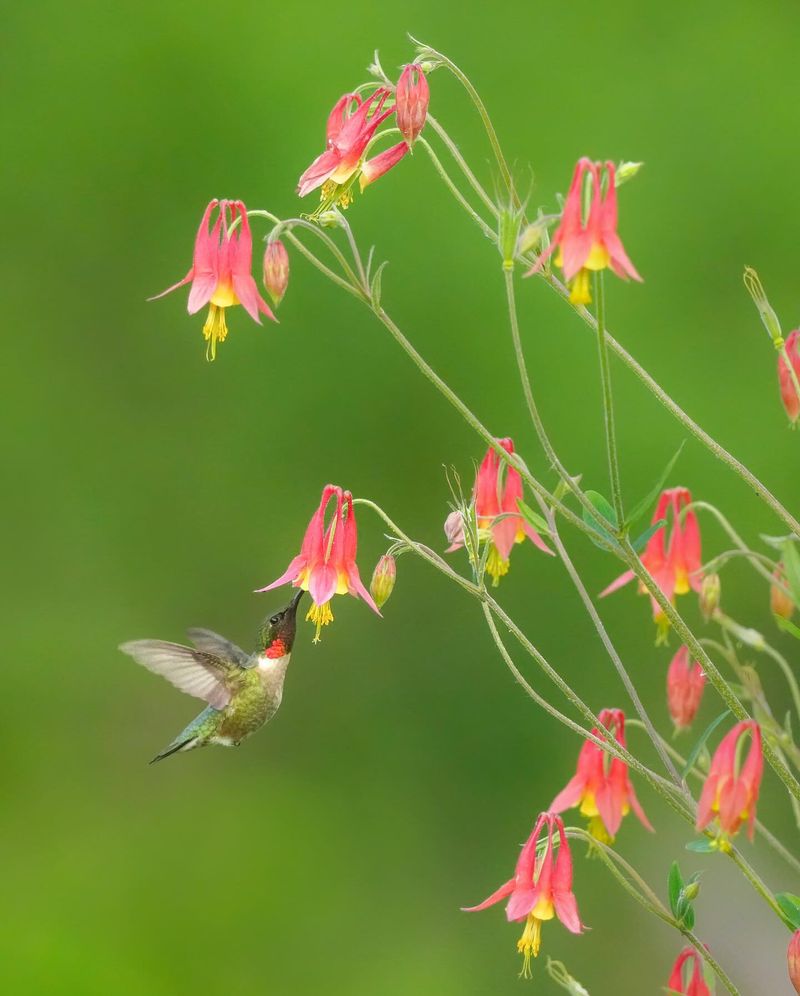 Eastern Columbine (Aquilegia canadensis)