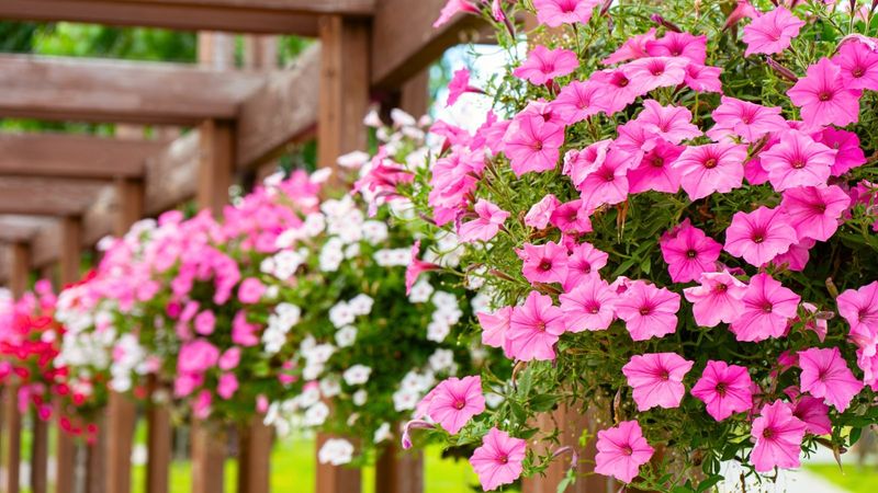 Superbells and Supertunia Petunias
