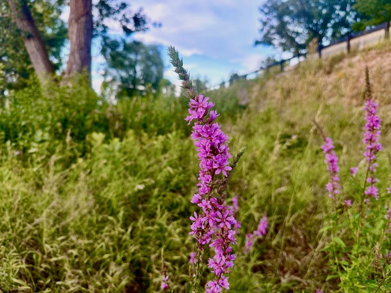 Purple Loosestrife