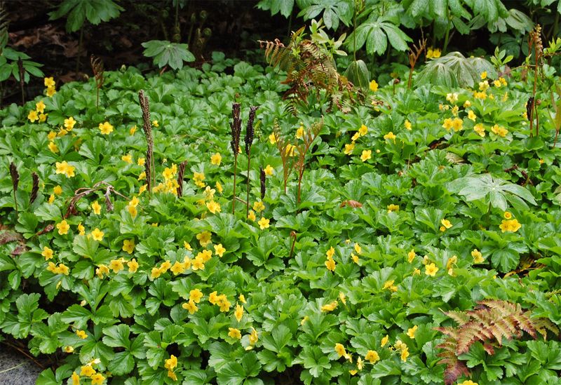 Match the plant to the site before you buy it