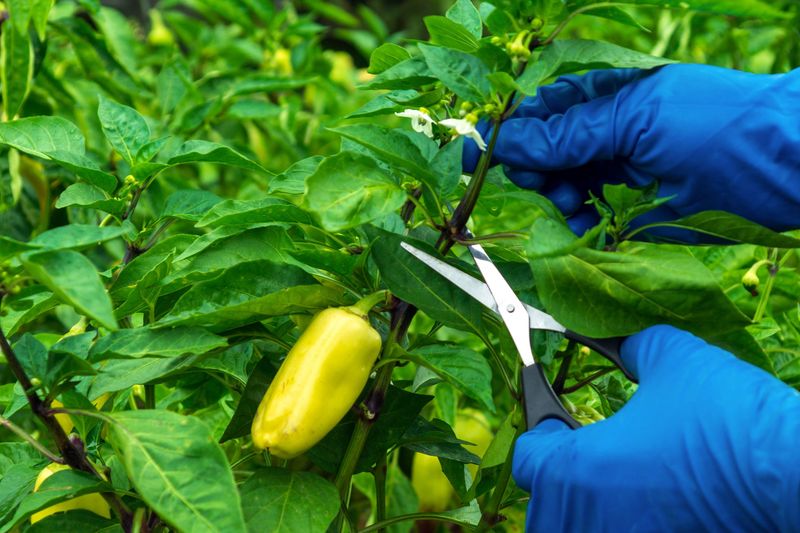 Pair Feeding With a Light Prune to Redirect Energy