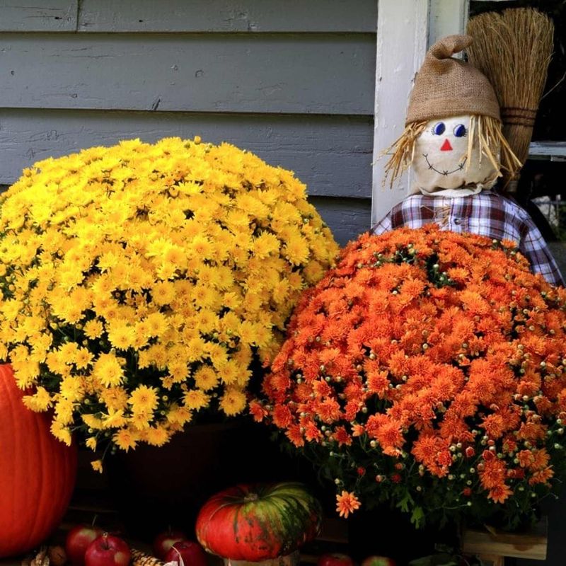 Chrysanthemums (Hardy Mums)