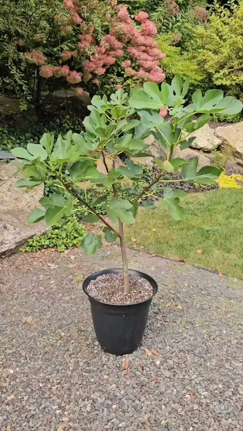 Topping Six Feet and Still in a Pot