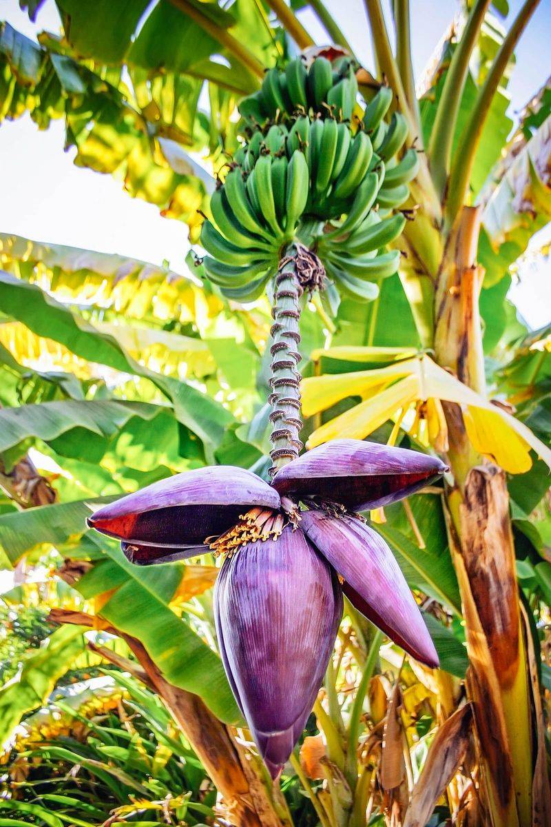 Wait for the fruit-setting flowers before removing the blossom